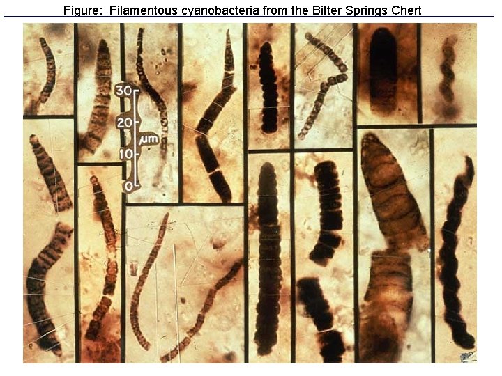 Figure: Filamentous cyanobacteria from the Bitter Springs Chert 