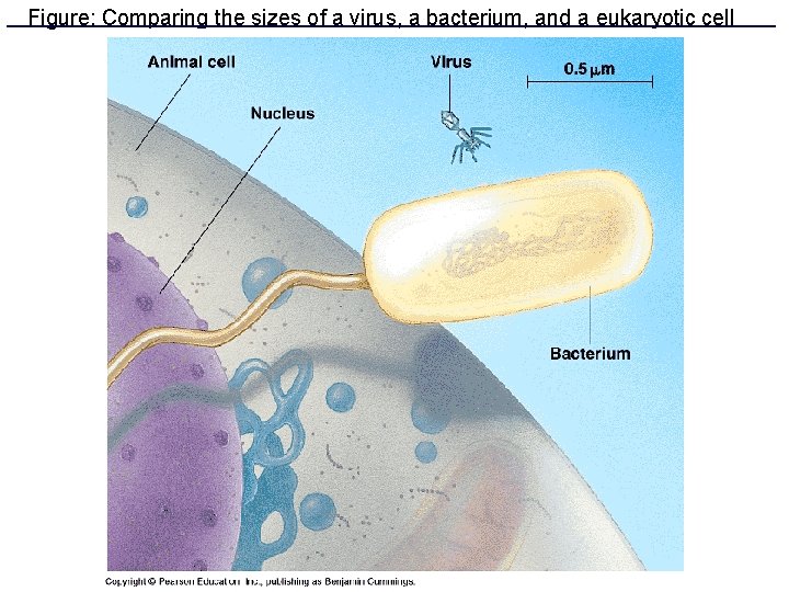 Figure: Comparing the sizes of a virus, a bacterium, and a eukaryotic cell 