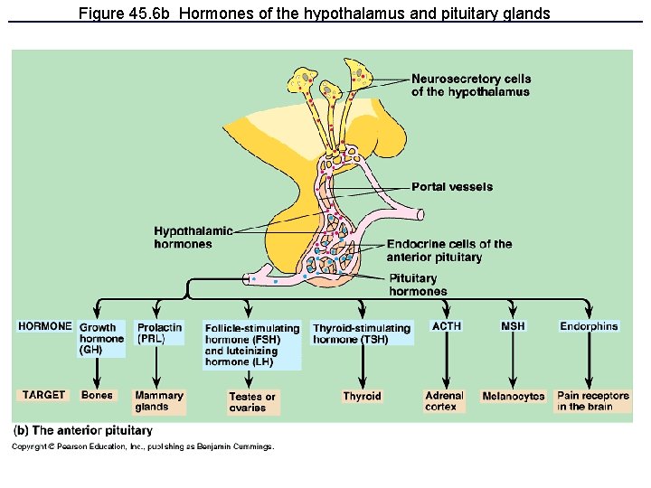 Figure 45. 6 b Hormones of the hypothalamus and pituitary glands 