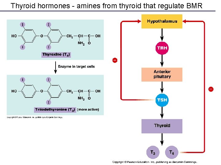 Thyroid hormones - amines from thyroid that regulate BMR 