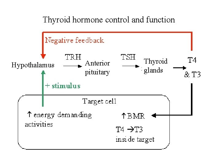 Thyroid hormone control and function Hypothalamus Anterior pituitary Thyroid glands 