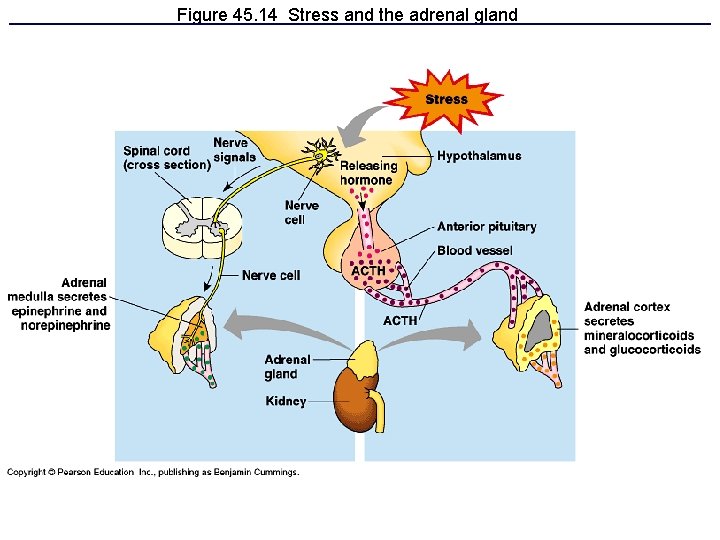 Figure 45. 14 Stress and the adrenal gland 