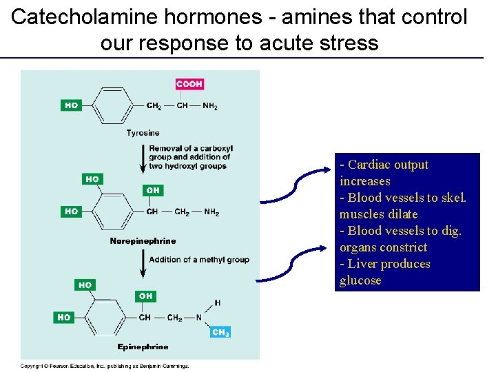Catecholamine hormones - amines that control our response to acute stress - Cardiac output