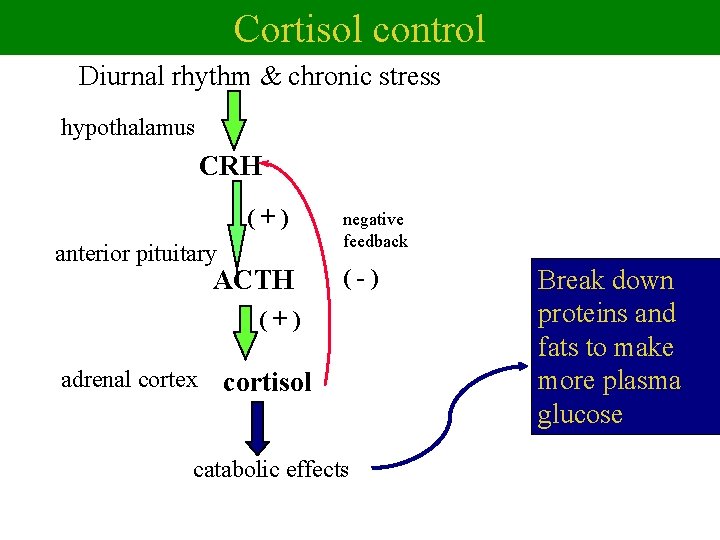 Cortisol control Diurnal rhythm & chronic stress hypothalamus CRH (+) anterior pituitary ACTH negative