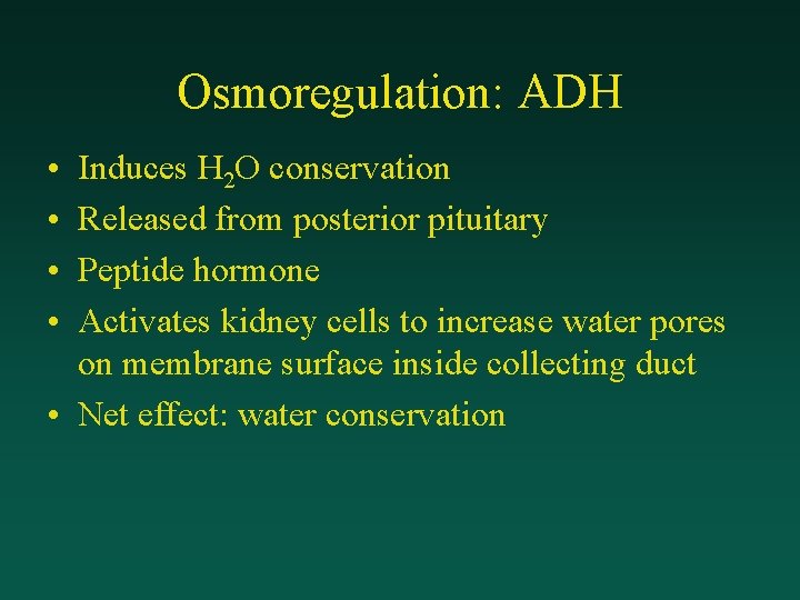 Osmoregulation: ADH • • Induces H 2 O conservation Released from posterior pituitary Peptide