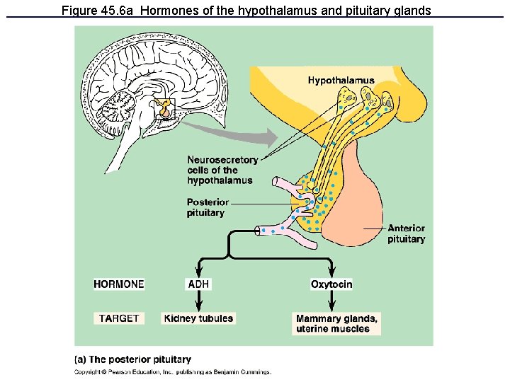 Figure 45. 6 a Hormones of the hypothalamus and pituitary glands 