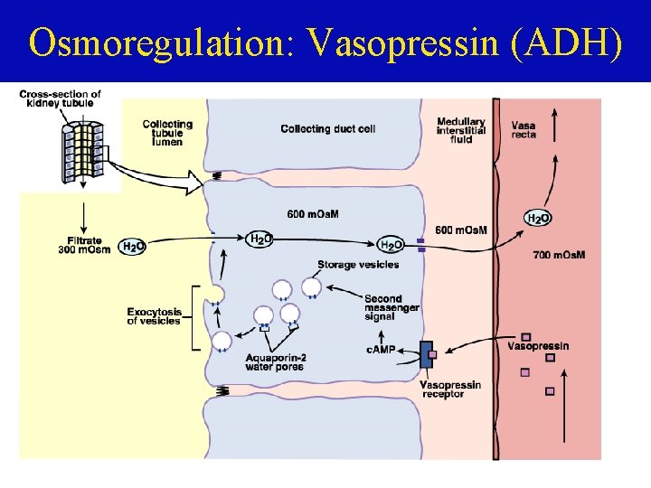 Osmoregulation: Vasopressin (ADH) 