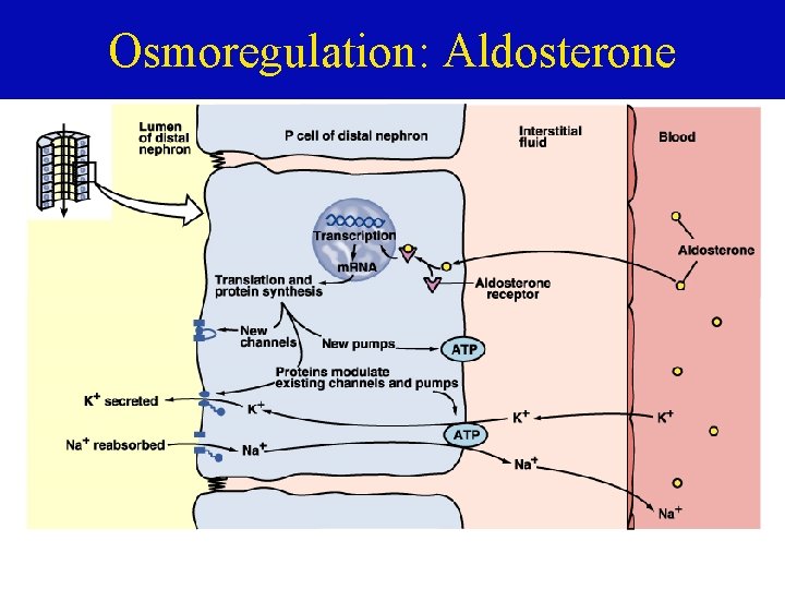 Osmoregulation: Aldosterone 