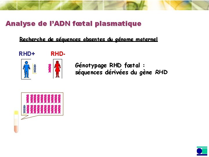 Analyse de l’ADN fœtal plasmatique Recherche de séquences absentes du génome maternel RHD+ RHDGénotypage