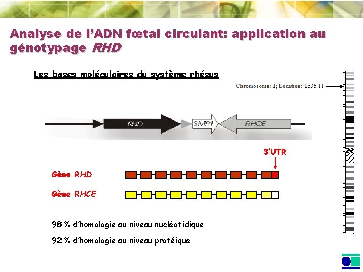 Analyse de l’ADN fœtal circulant: application au génotypage RHD Les bases moléculaires du système