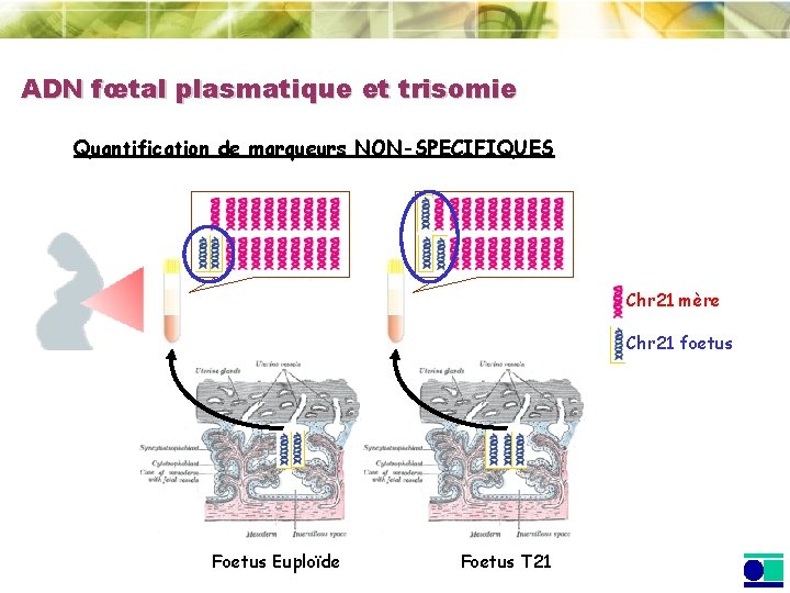 ADN fœtal plasmatique et trisomie Quantification de marqueurs NON-SPECIFIQUES Chr 21 mère Chr 21