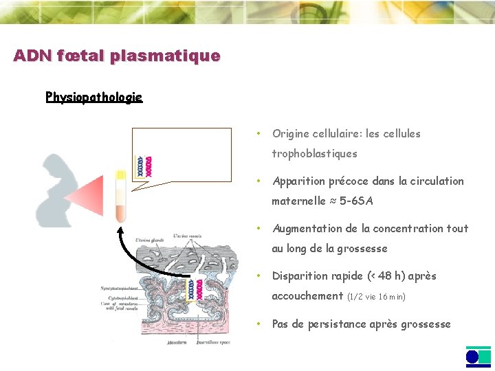 ADN fœtal plasmatique Physiopathologie • Origine cellulaire: les cellules trophoblastiques • Apparition précoce dans