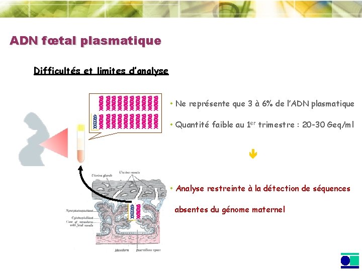 ADN fœtal plasmatique Difficultés et limites d’analyse • Ne représente que 3 à 6%