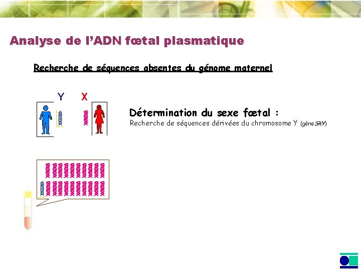 Analyse de l’ADN fœtal plasmatique Recherche de séquences absentes du génome maternel Y X