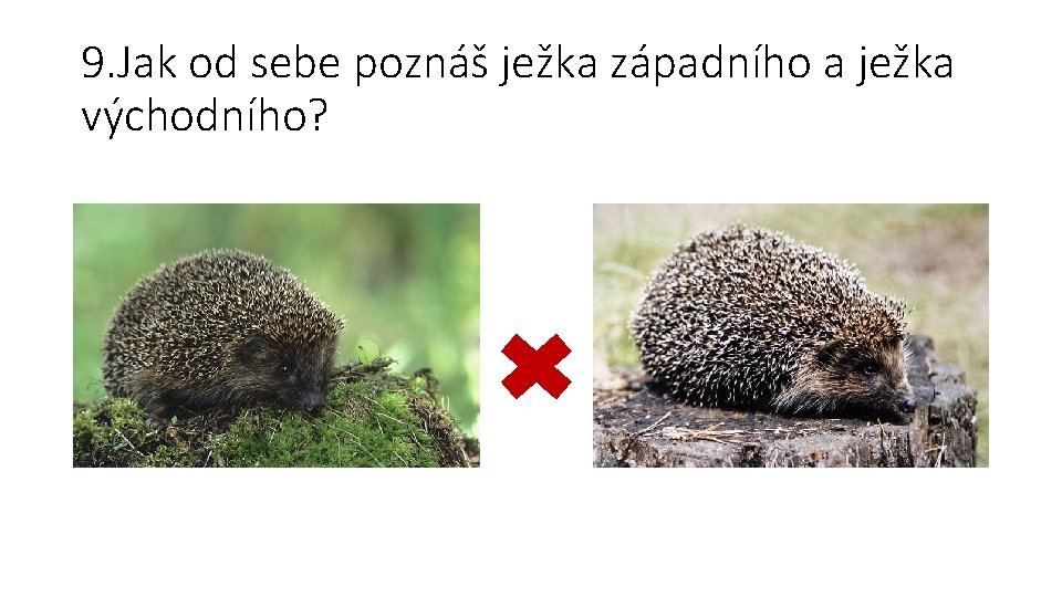 9. Jak od sebe poznáš ježka západního a ježka východního? 