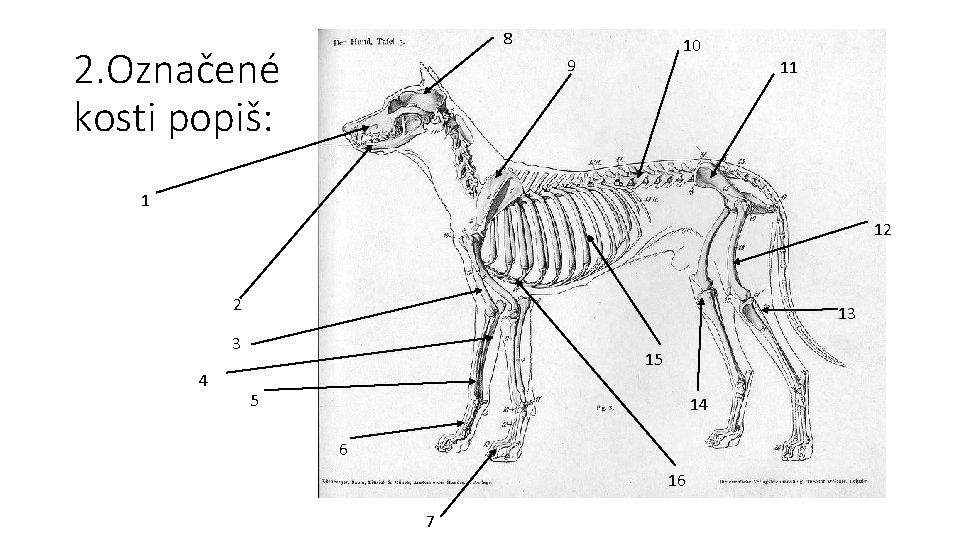 8 2. Označené kosti popiš: 10 9 11 1 12 2 13 3 4