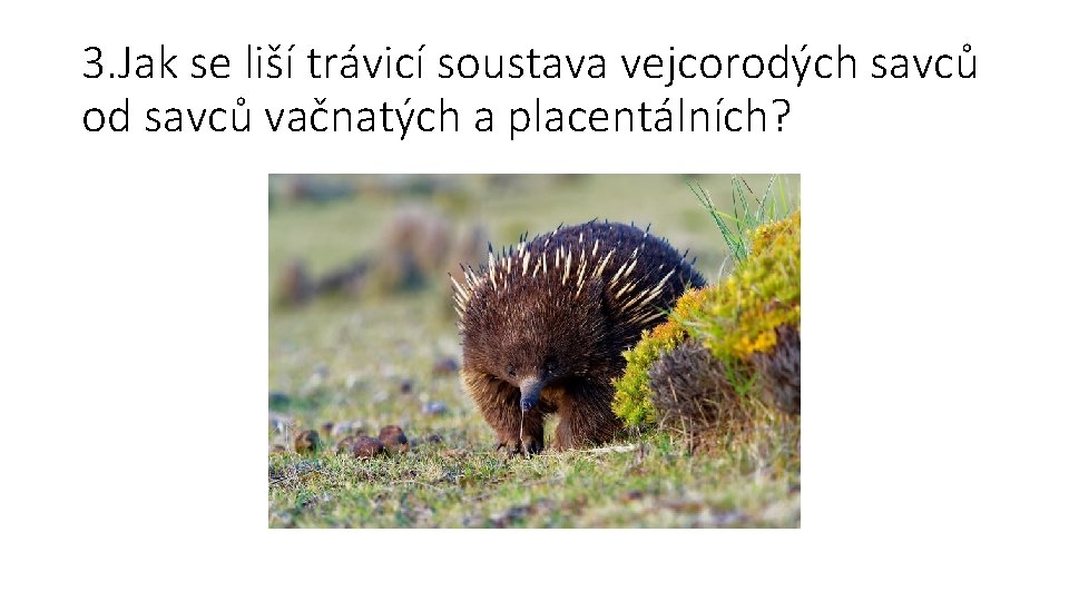 3. Jak se liší trávicí soustava vejcorodých savců od savců vačnatých a placentálních? 
