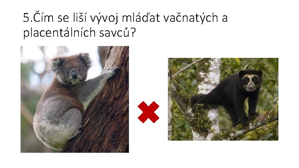 5. Čím se liší vývoj mláďat vačnatých a placentálních savců? 