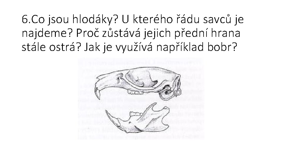 6. Co jsou hlodáky? U kterého řádu savců je najdeme? Proč zůstává jejich přední