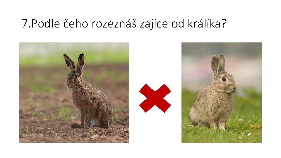 7. Podle čeho rozeznáš zajíce od králíka? 