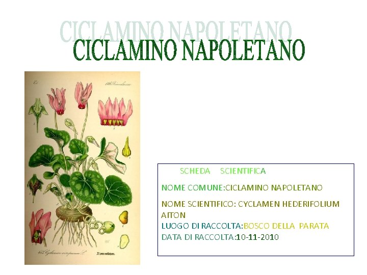SCHEDA SCIENTIFICA NOME COMUNE: CICLAMINO NAPOLETANO NOME SCIENTIFICO: CYCLAMEN HEDERIFOLIUM AITON LUOGO DI RACCOLTA: