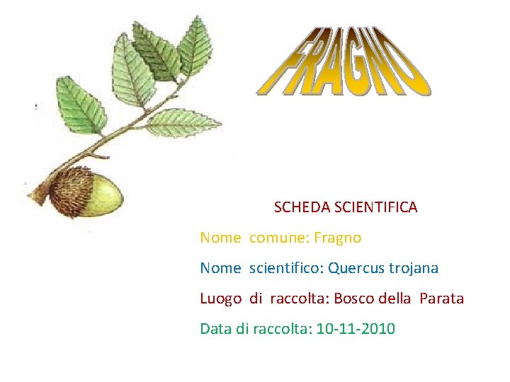 SCHEDA SCIENTIFICA Nome comune: Fragno Nome scientifico: Quercus trojana Luogo di raccolta: Bosco della