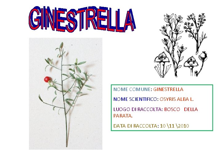 NOME COMUNE: GINESTRELLA NOME SCIENTIFICO: OSYRIS ALBA L. LUOGO DI RACCOLTA: BOSCO DELLA PARATA.