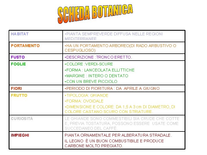 HABITAT • PIANTA SEMPREVERDE DIFFUSA NELLE REGIONI MEDITERRANEE PORTAMENTO • HA UN PORTAMENTO ARBOREO(DI