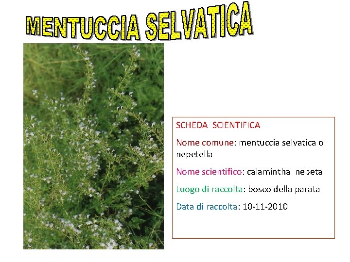 SCHEDA SCIENTIFICA Nome comune: mentuccia selvatica o nepetella Nome scientifico: calamintha nepeta Luogo di