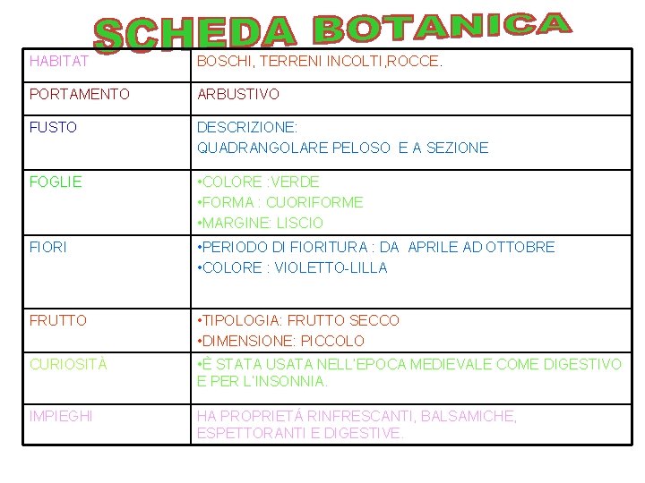 HABITAT BOSCHI, TERRENI INCOLTI, ROCCE. PORTAMENTO ARBUSTIVO FUSTO DESCRIZIONE: QUADRANGOLARE PELOSO E A SEZIONE