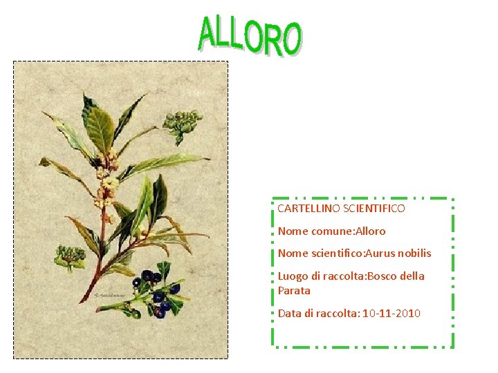 CARTELLINO SCIENTIFICO Nome comune: Alloro Nome scientifico: Aurus nobilis Luogo di raccolta: Bosco della