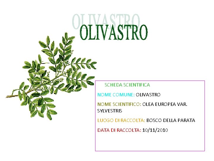 SCHEDA SCIENTIFICA NOME COMUNE: OLIVASTRO NOME SCIENTIFICO: OLEA EUROPEA VAR. SYLVESTRIS LUOGO DI RACCOLTA: