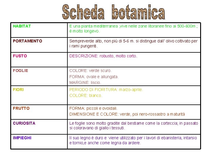 HABITAT E una pianta mediterranea , vive nelle zone litoranee fino ai 500 -600