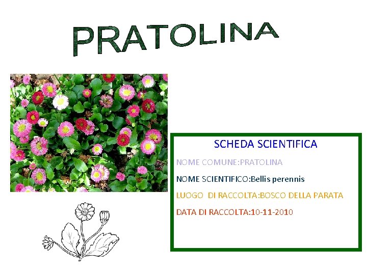 SCHEDA SCIENTIFICA NOME COMUNE: PRATOLINA NOME SCIENTIFICO: Bellis perennis LUOGO DI RACCOLTA: BOSCO DELLA