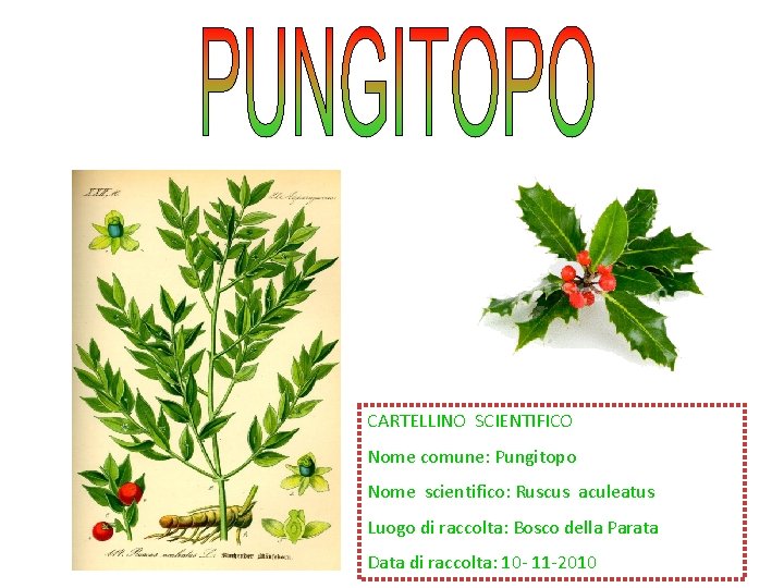 CARTELLINO SCIENTIFICO Nome comune: Pungitopo Nome scientifico: Ruscus aculeatus Luogo di raccolta: Bosco della