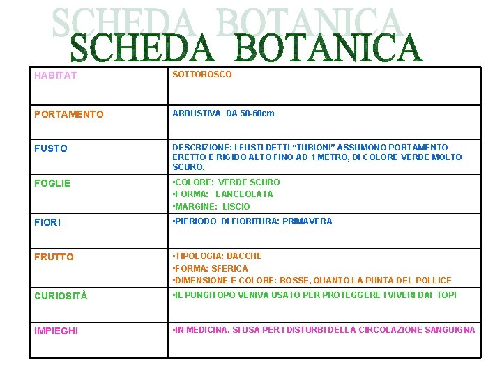 HABITAT SOTTOBOSCO PORTAMENTO ARBUSTIVA DA 50 -60 cm FUSTO DESCRIZIONE: I FUSTI DETTI “TURIONI”