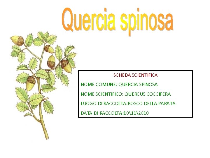 SCHEDA SCIENTIFICA NOME COMUNE: QUERCIA SPINOSA NOME SCIENTIFICO: QUERCUS COCCIFERA LUOGO DI RACCOLTA: BOSCO