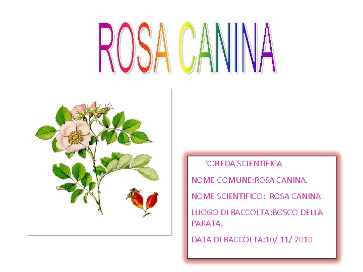 SCHEDA SCIENTIFICA NOME COMUNE: ROSA CANINA. NOME SCIENTIFICO: ROSA CANINA LUOGO DI RACCOLTA: BOSCO