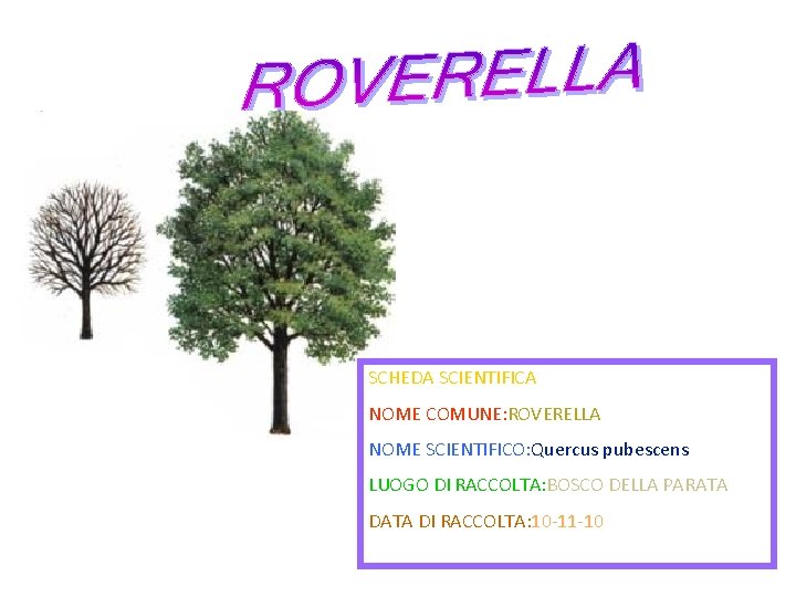 SCHEDA SCIENTIFICA NOME COMUNE: ROVERELLA NOME SCIENTIFICO: Quercus pubescens LUOGO DI RACCOLTA: BOSCO DELLA