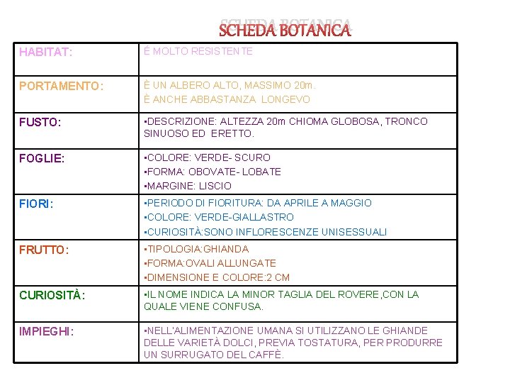 SCHEDA BOTANICA HABITAT: É MOLTO RESISTENTE PORTAMENTO: È UN ALBERO ALTO, MASSIMO 20 m.
