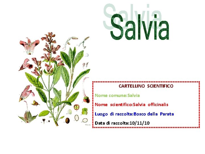 CARTELLINO SCIENTIFICO Nome comune: Salvia Nome scientifico: Salvia officinalis Luogo di raccolta: Bosco della