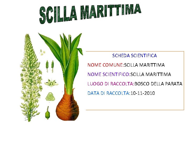 SCHEDA SCIENTIFICA NOME COMUNE: SCILLA MARITTIMA NOME SCIENTIFICO: SCILLA MARITTIMA LUOGO DI RACCOLTA: BOSCO