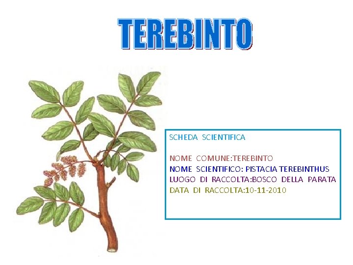 SCHEDA SCIENTIFICA NOME COMUNE: TEREBINTO NOME SCIENTIFICO: PISTACIA TEREBINTHUS LUOGO DI RACCOLTA: BOSCO DELLA