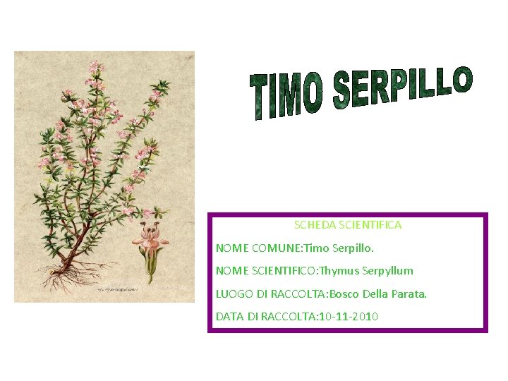 SCHEDA SCIENTIFICA NOME COMUNE: Timo Serpillo. NOME SCIENTIFICO: Thymus Serpyllum LUOGO DI RACCOLTA: Bosco