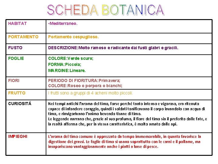 HABITAT • Mediterraneo. PORTAMENTO Portamento cespuglioso. FUSTO DESCRIZIONE: Molto ramoso e radicante dai fusti