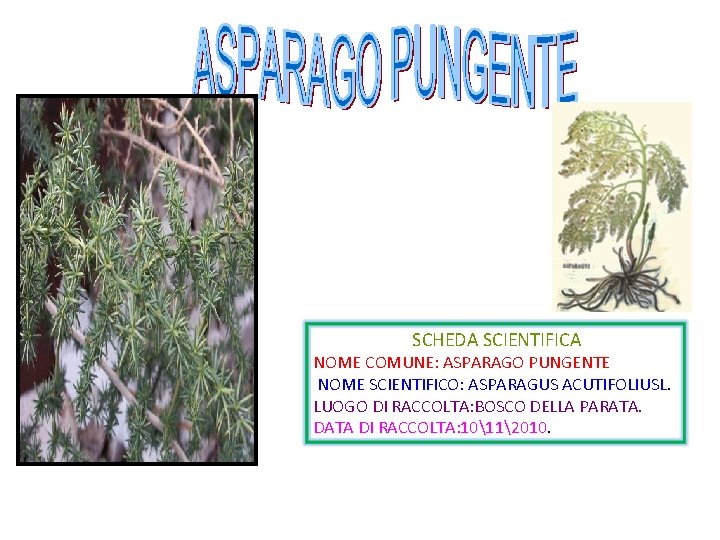 SCHEDA SCIENTIFICA NOME COMUNE: ASPARAGO PUNGENTE NOME SCIENTIFICO: ASPARAGUS ACUTIFOLIUSL. LUOGO DI RACCOLTA: BOSCO