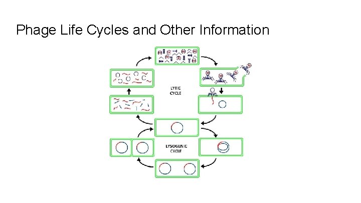 Phage Life Cycles and Other Information 