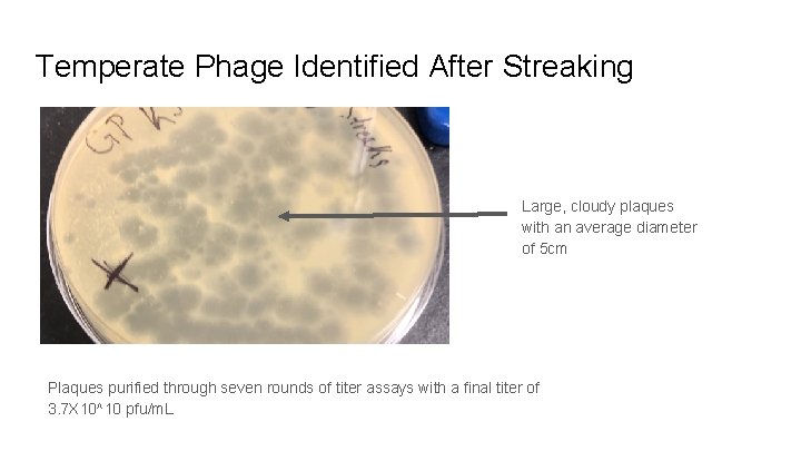 Temperate Phage Identified After Streaking Large, cloudy plaques with an average diameter of 5