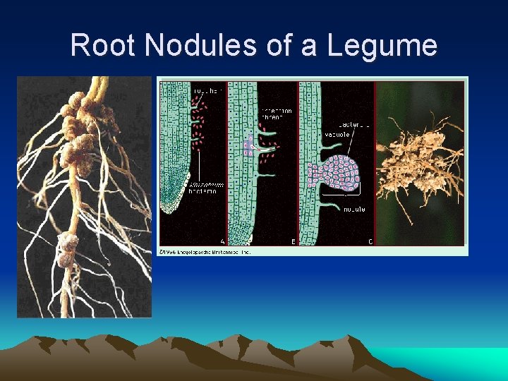 Root Nodules of a Legume 