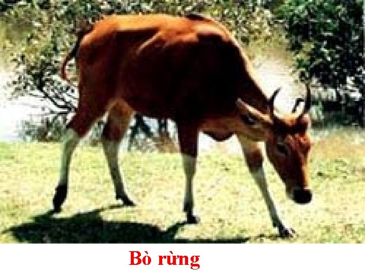 Bò rừng 